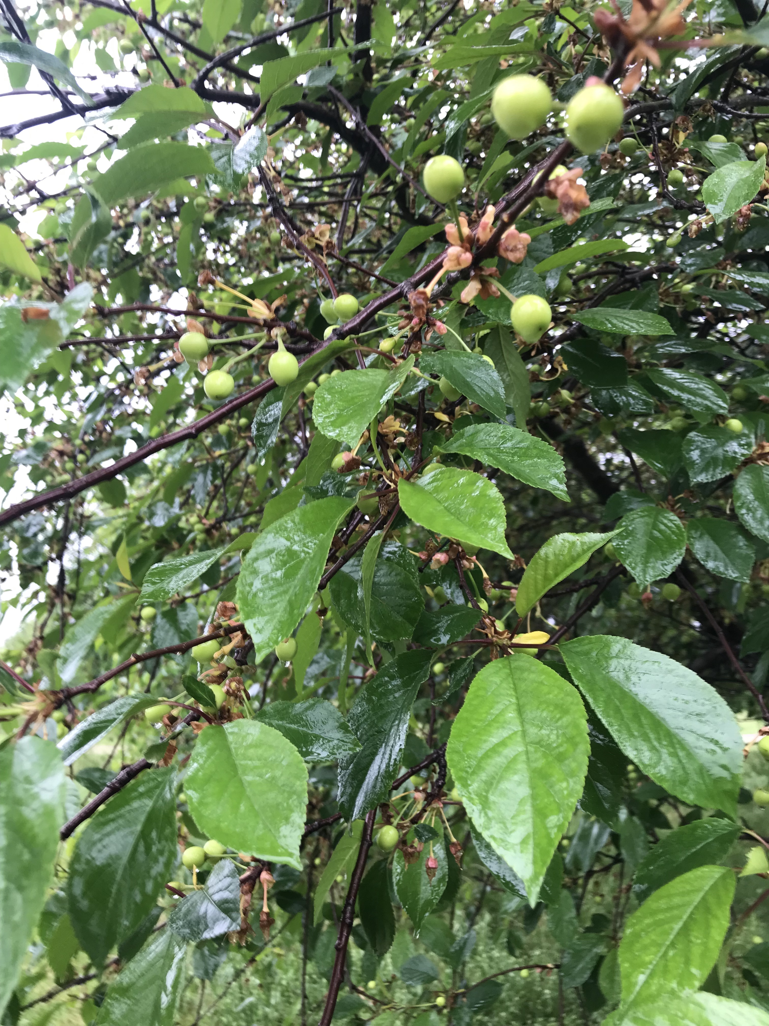 Close up picture of apple buds blooming.